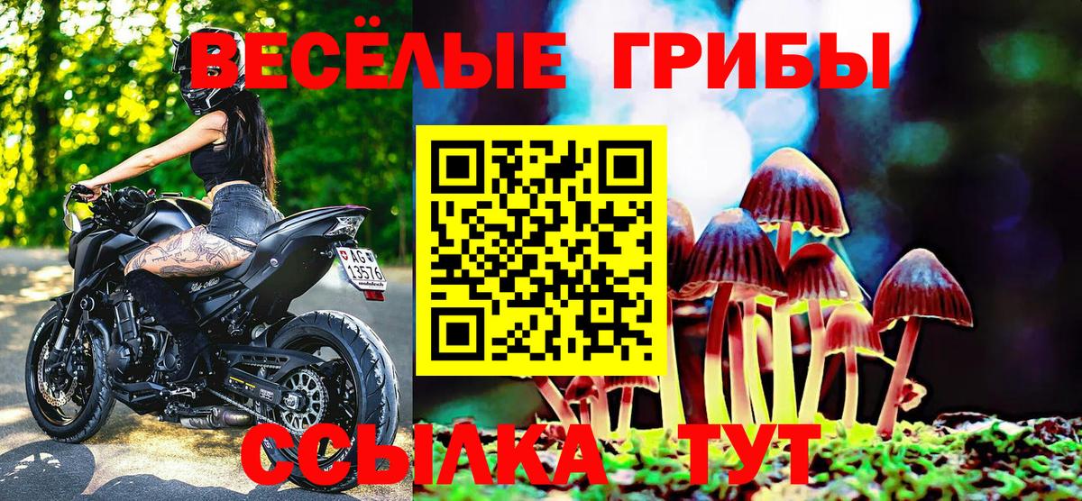Галлюциногенные грибы Psilocybine cubensis Белогорск
